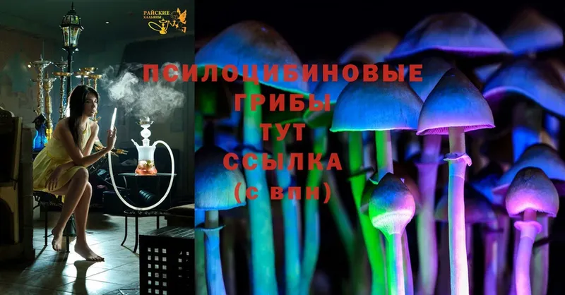 Псилоцибиновые грибы Psilocybine cubensis  hydra зеркало  Полтавская 